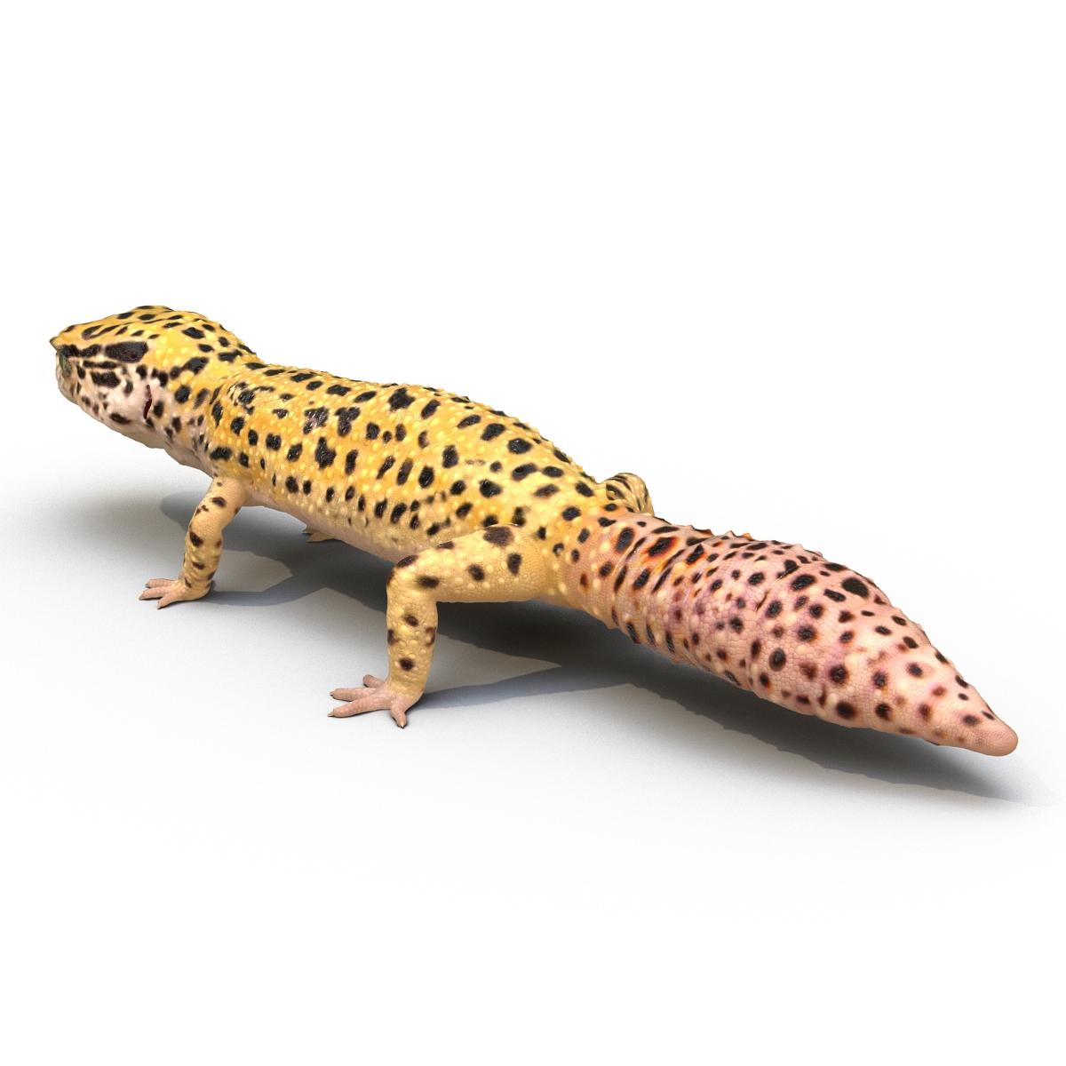 3D Leopard Gecko model