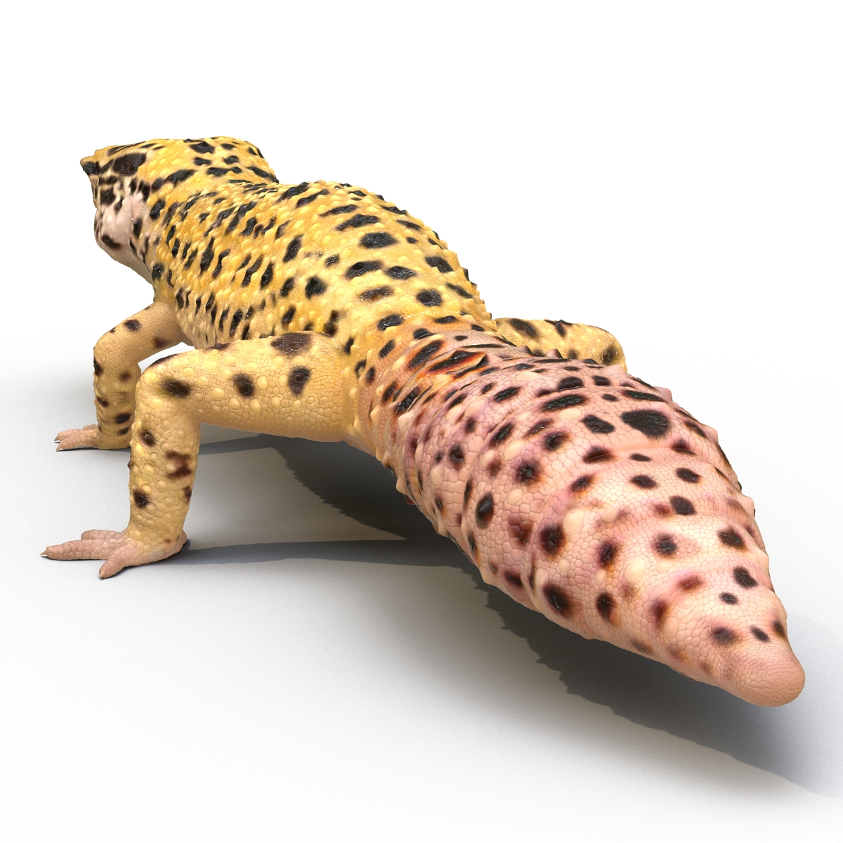 3D Leopard Gecko model