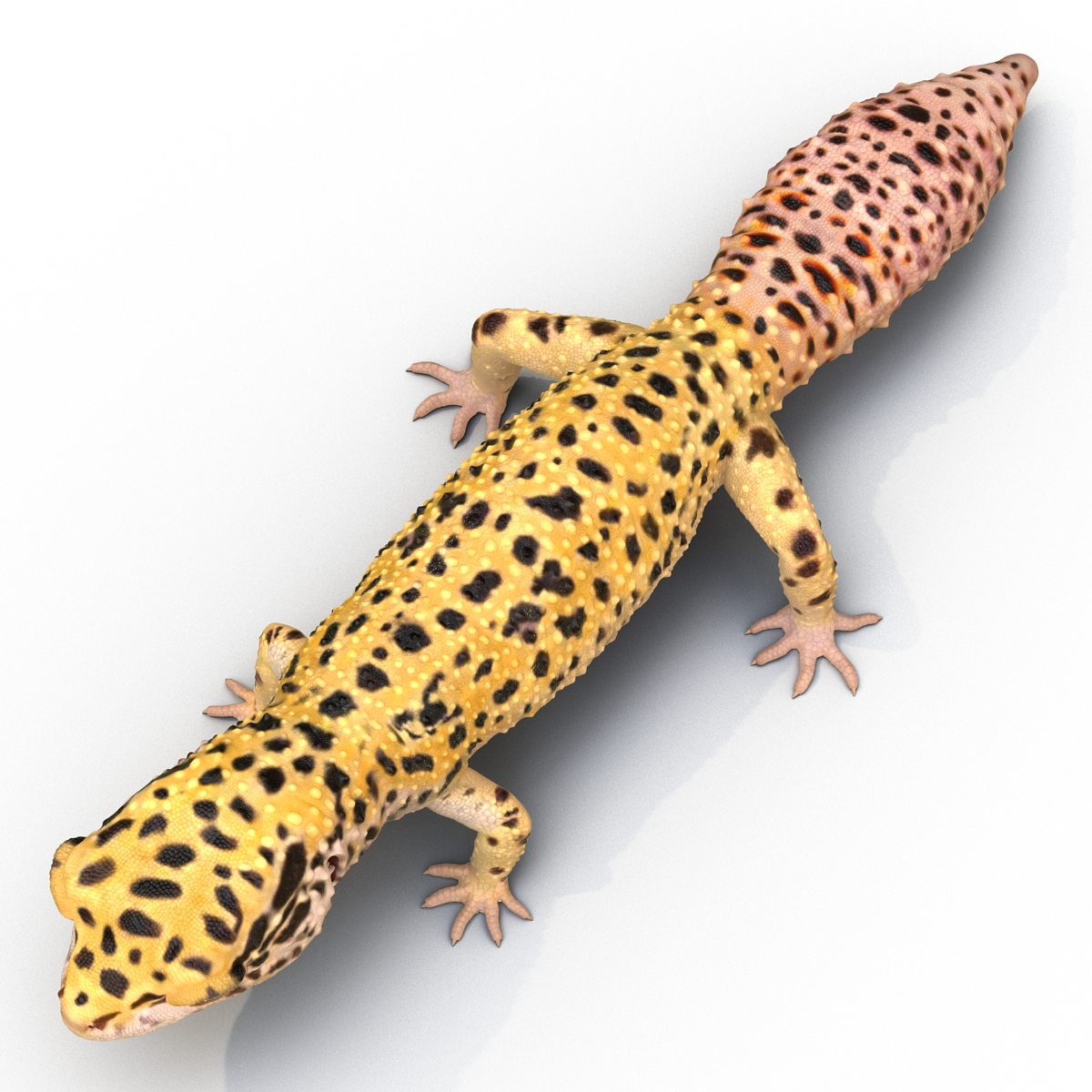 3D Leopard Gecko model