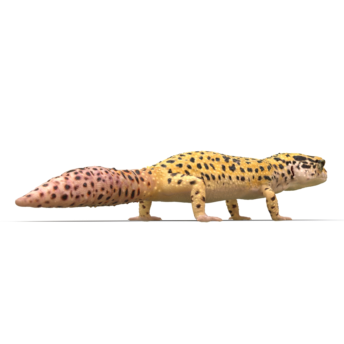 3D Leopard Gecko model