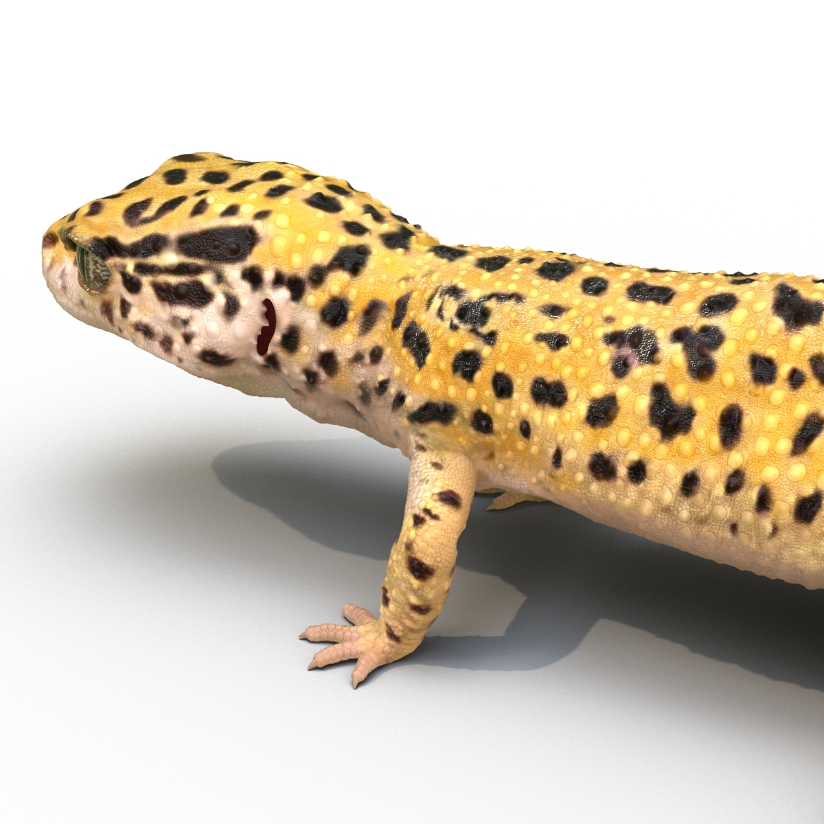 3D Leopard Gecko model