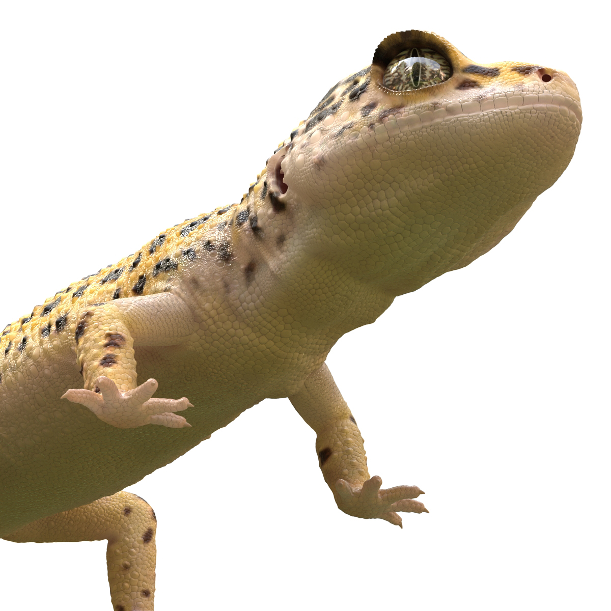 3D Leopard Gecko model