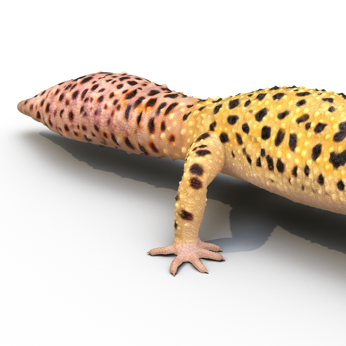 3D Leopard Gecko model