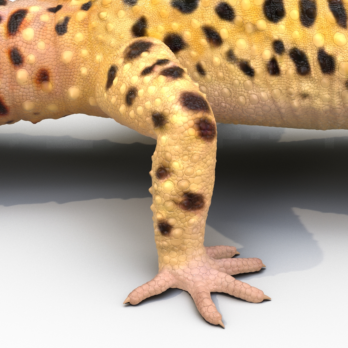 3D Leopard Gecko model