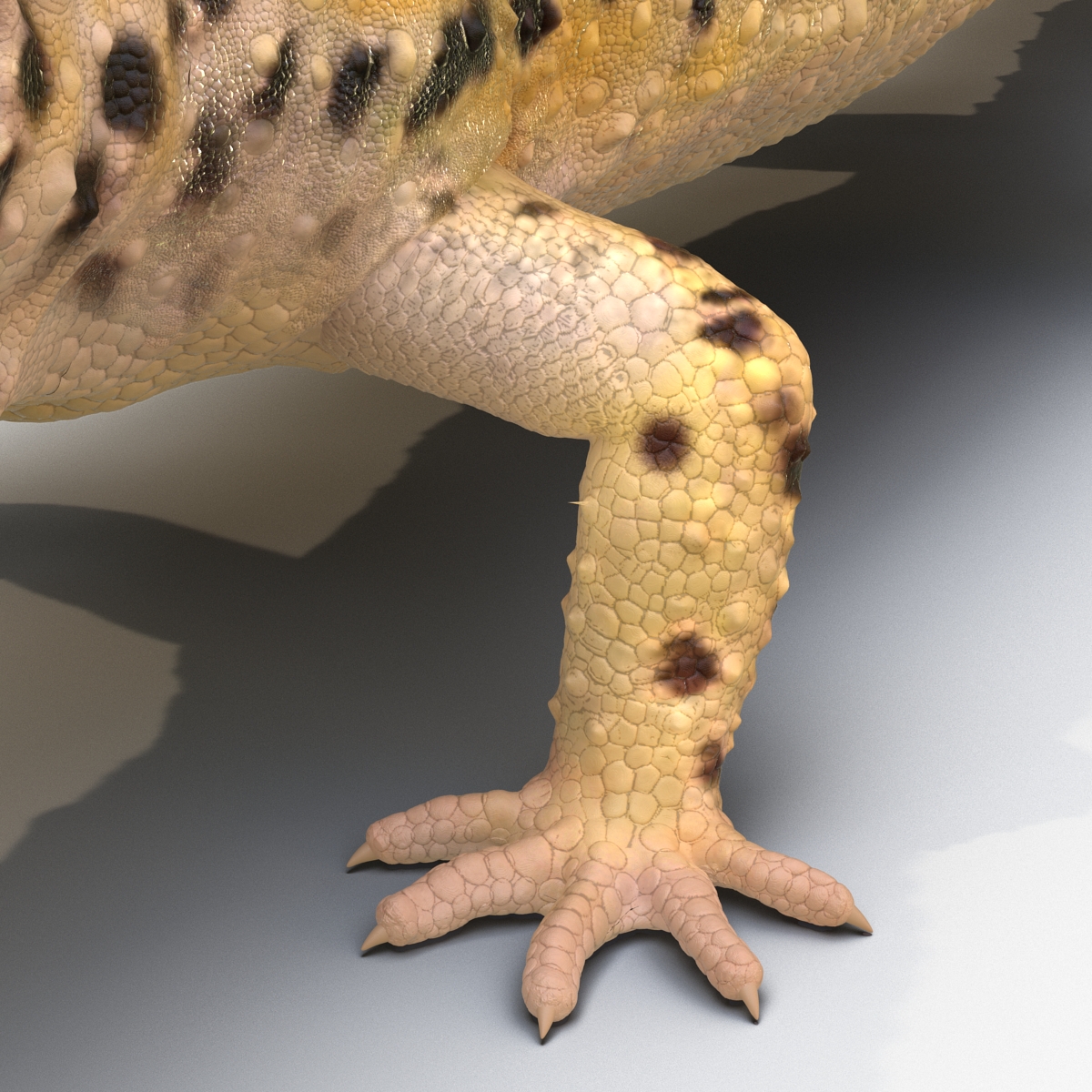 3D Leopard Gecko model