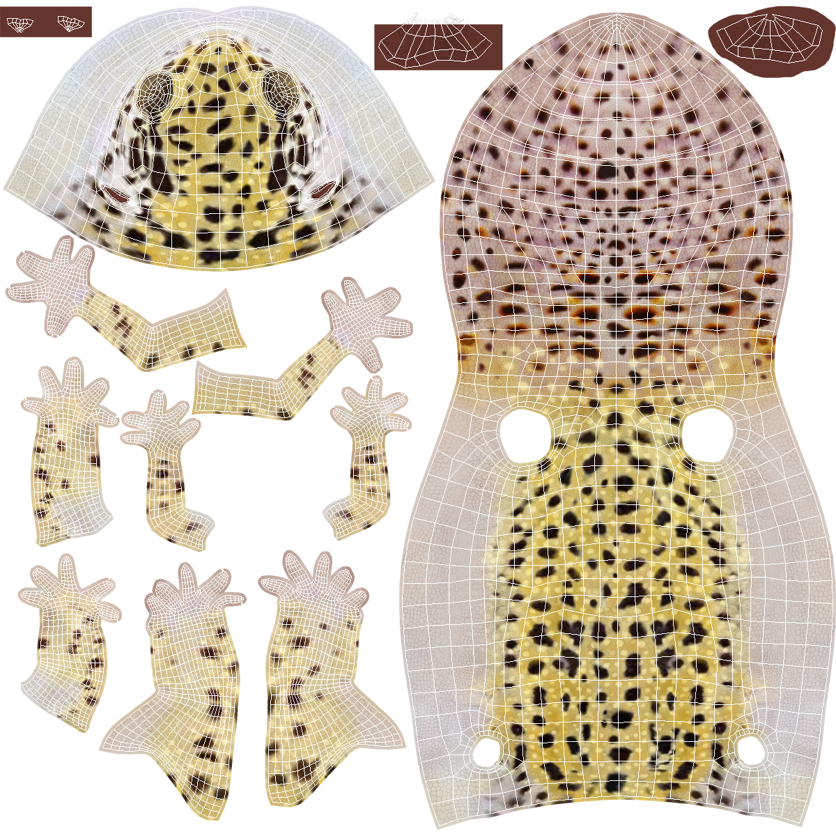 3D Leopard Gecko model