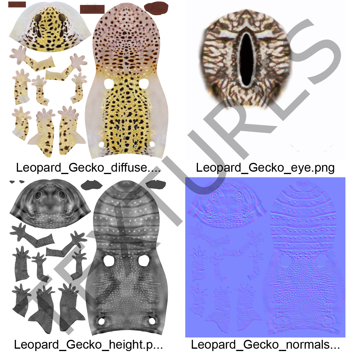 3D Leopard Gecko model