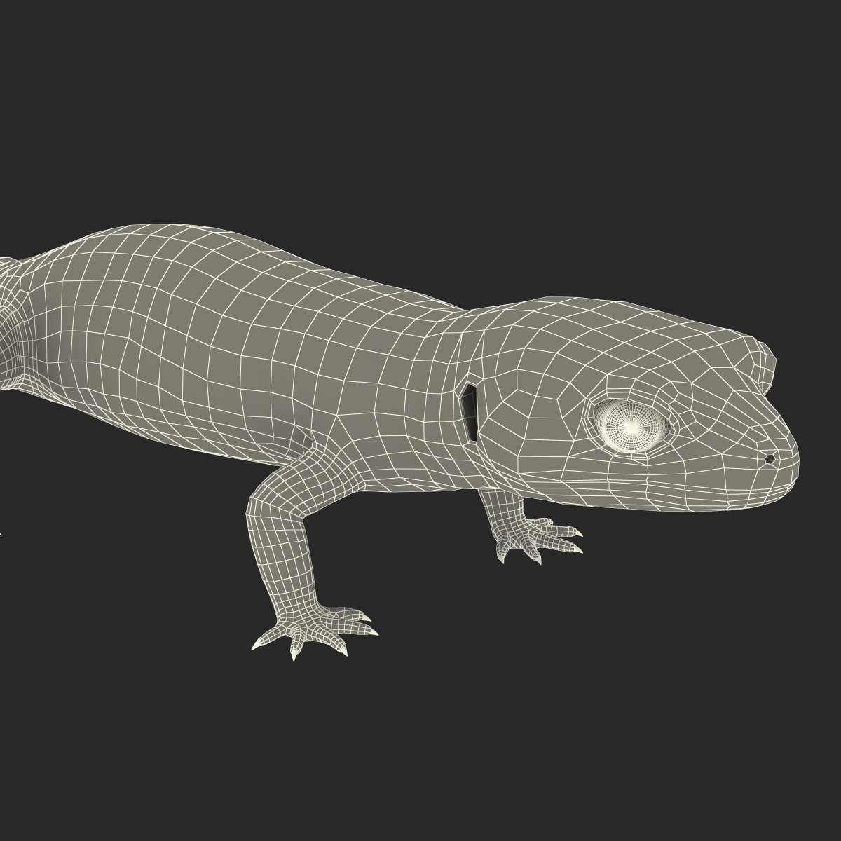 3D Leopard Gecko model