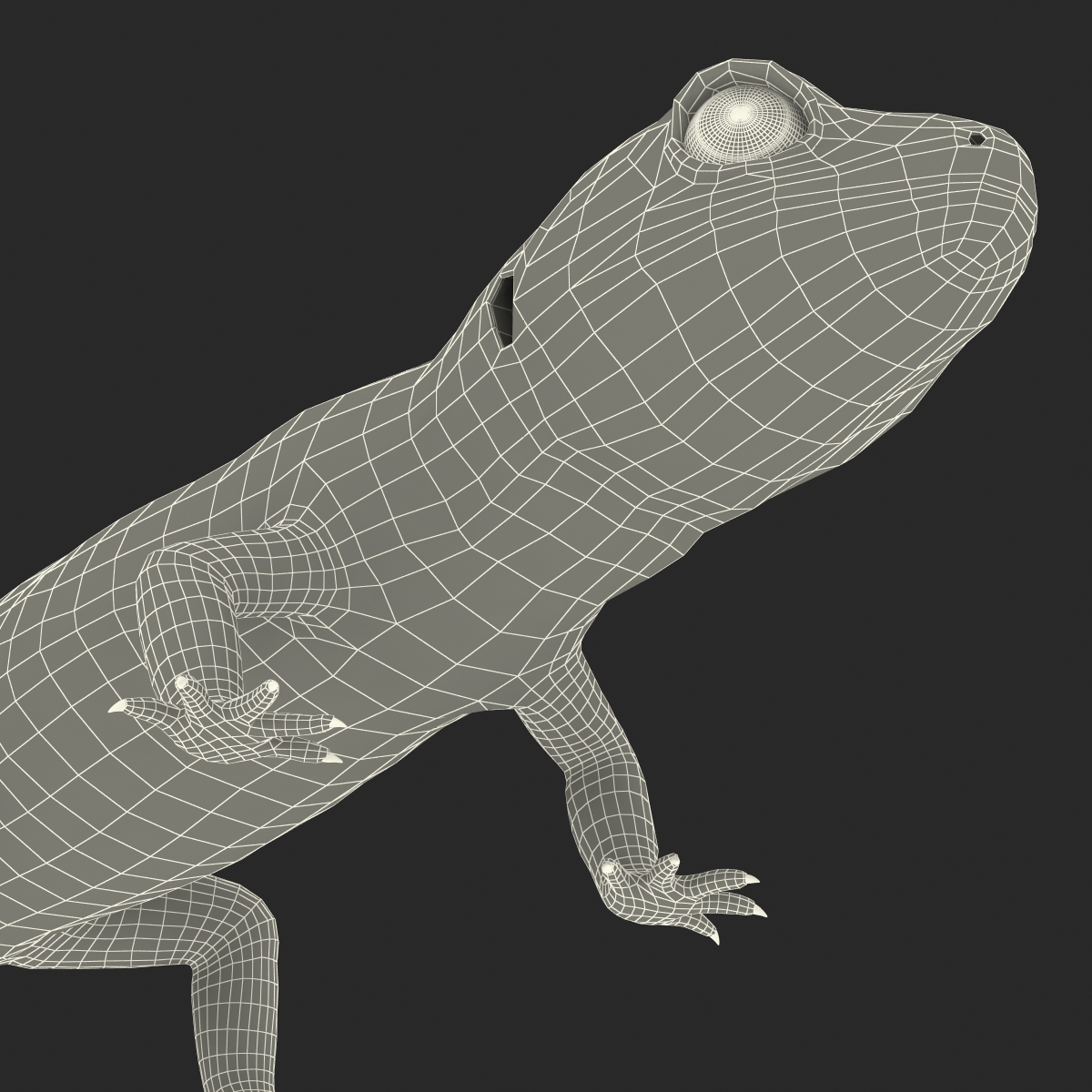 3D Leopard Gecko model