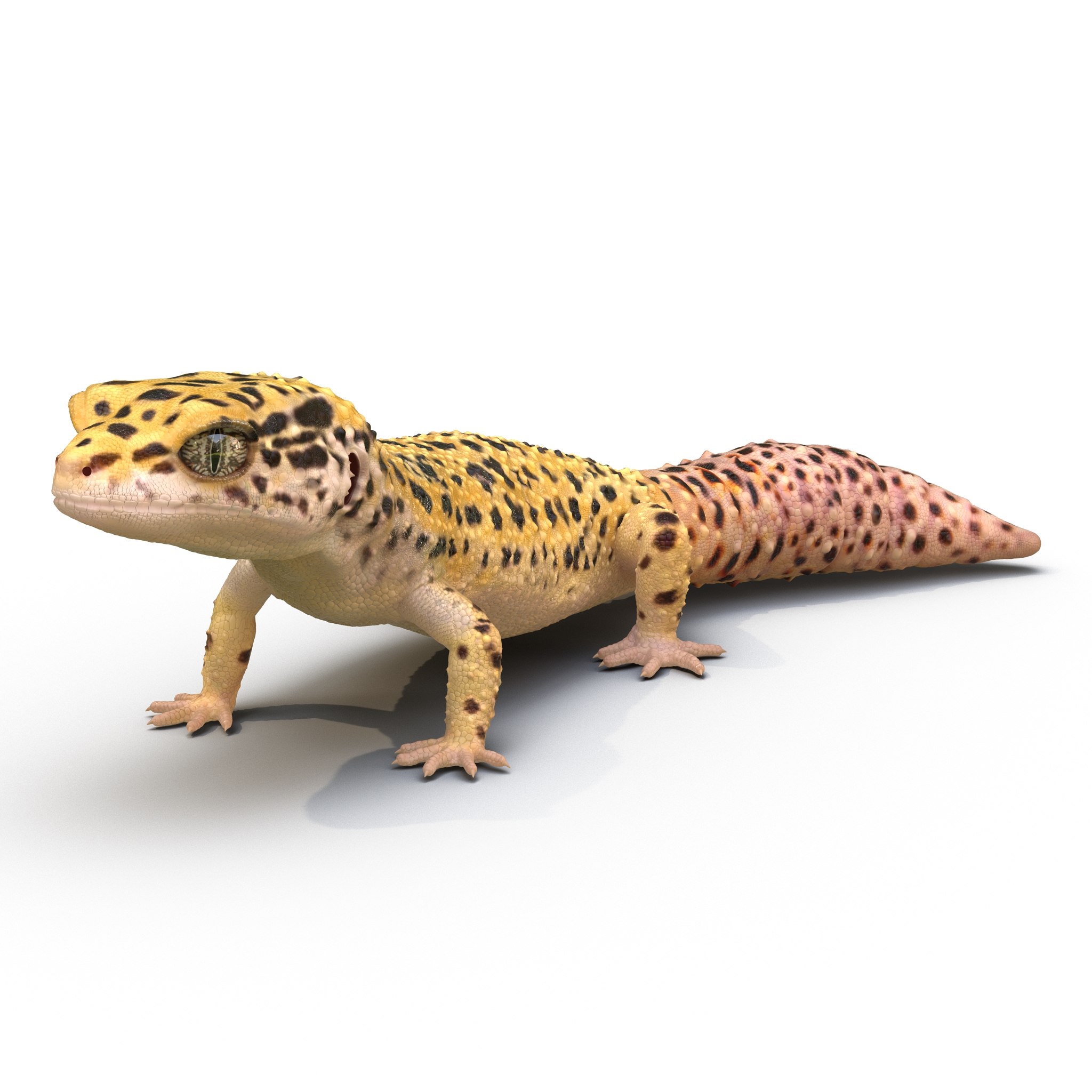 3D model Leopard Gecko Pose 2