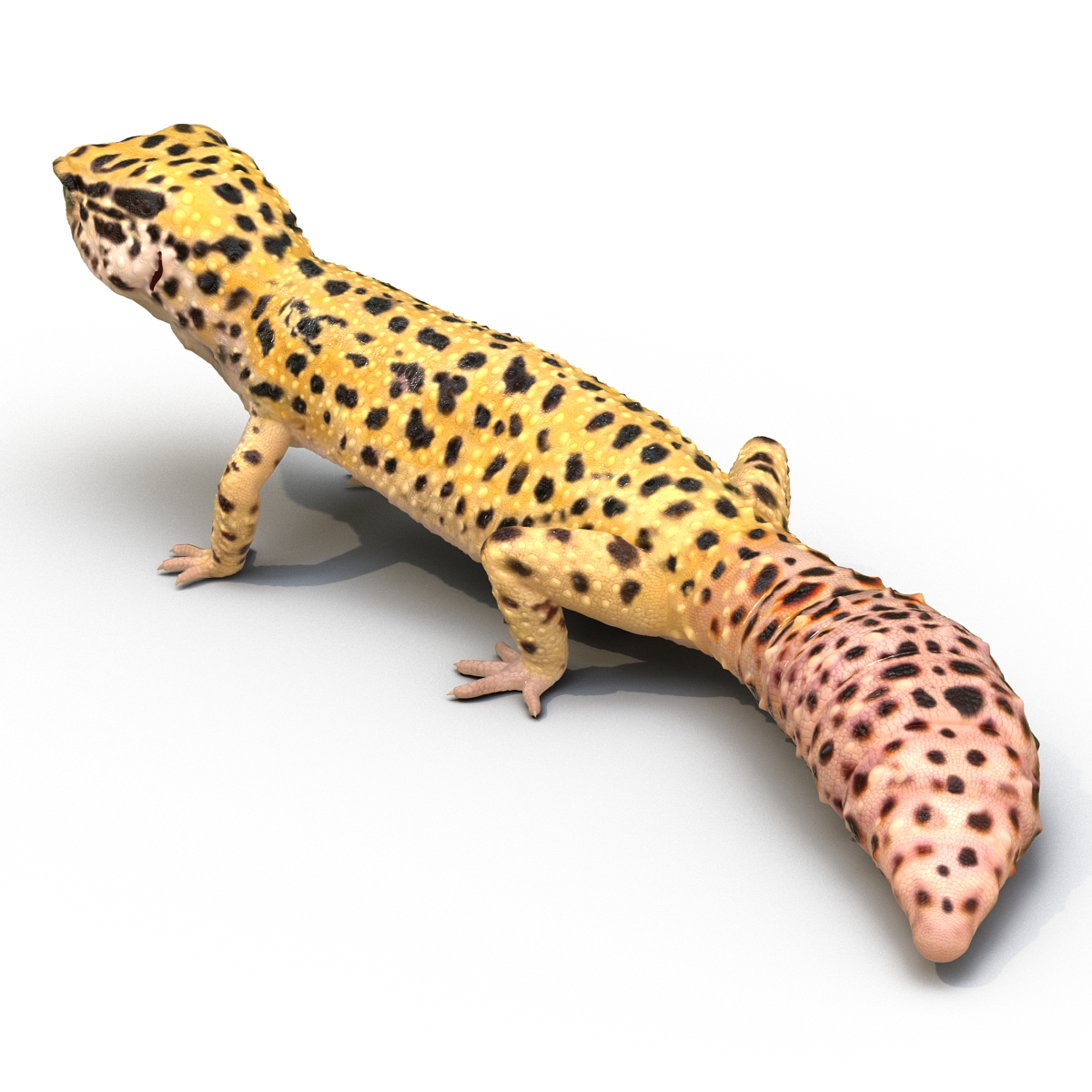 3D model Leopard Gecko Pose 2