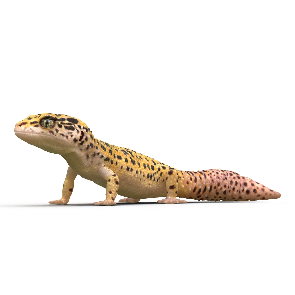 3D model Leopard Gecko Pose 2