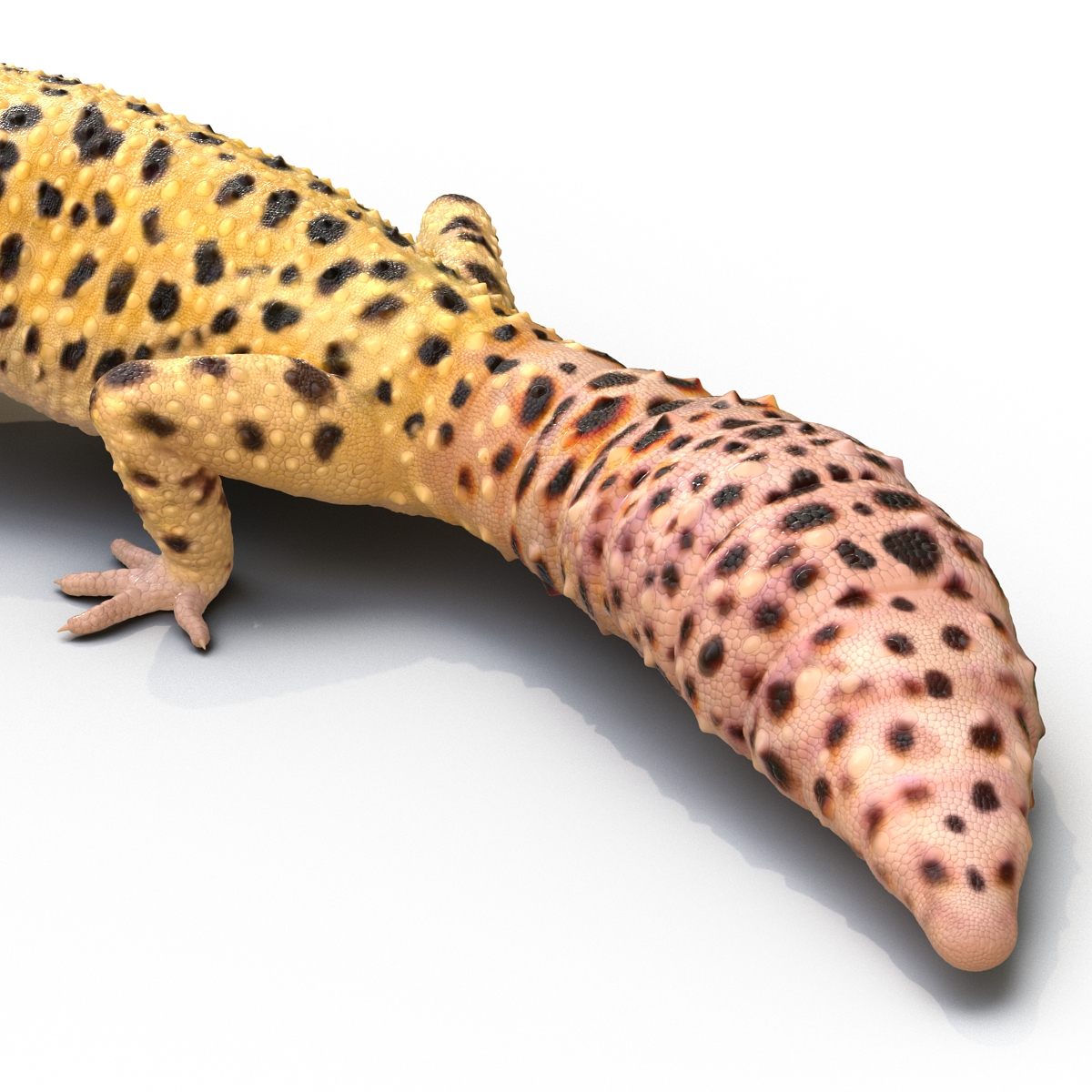 3D model Leopard Gecko Pose 2