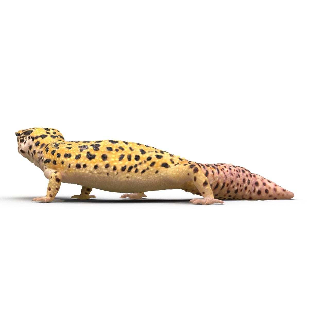 3D model Leopard Gecko Pose 4