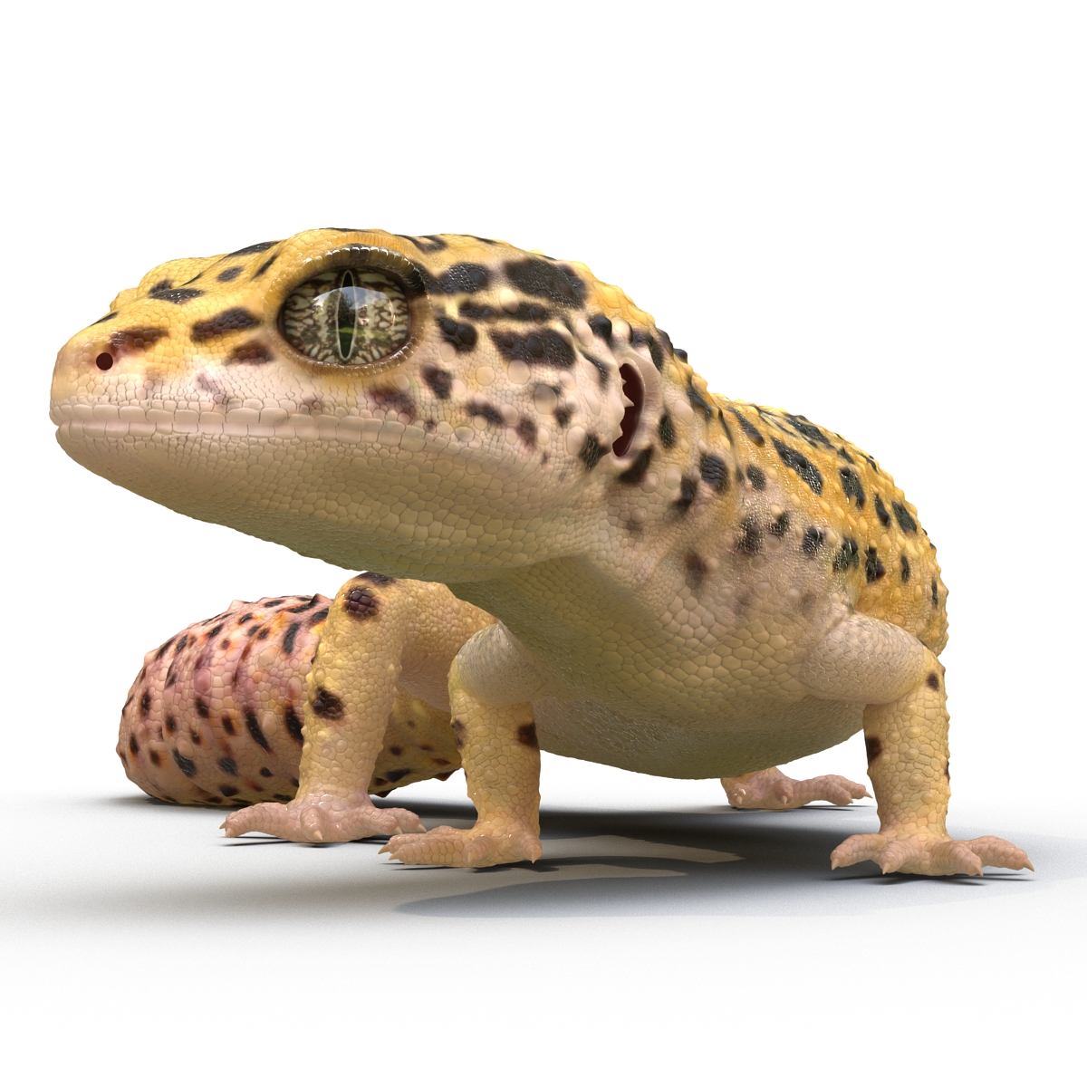 3D model Leopard Gecko Pose 4