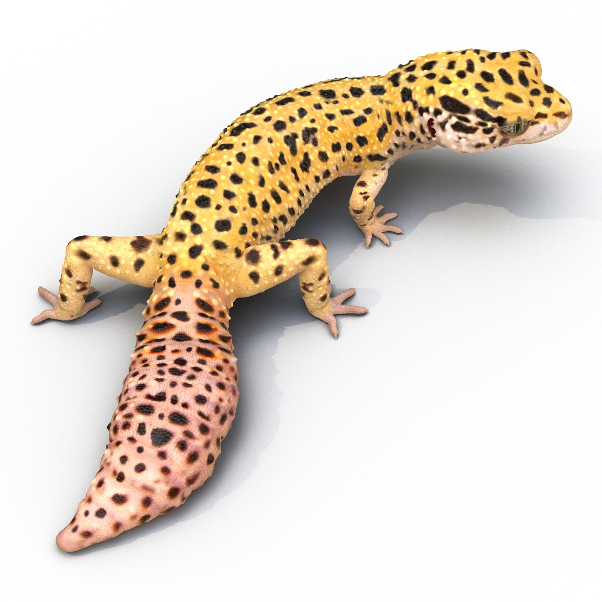 3D model Leopard Gecko Pose 4