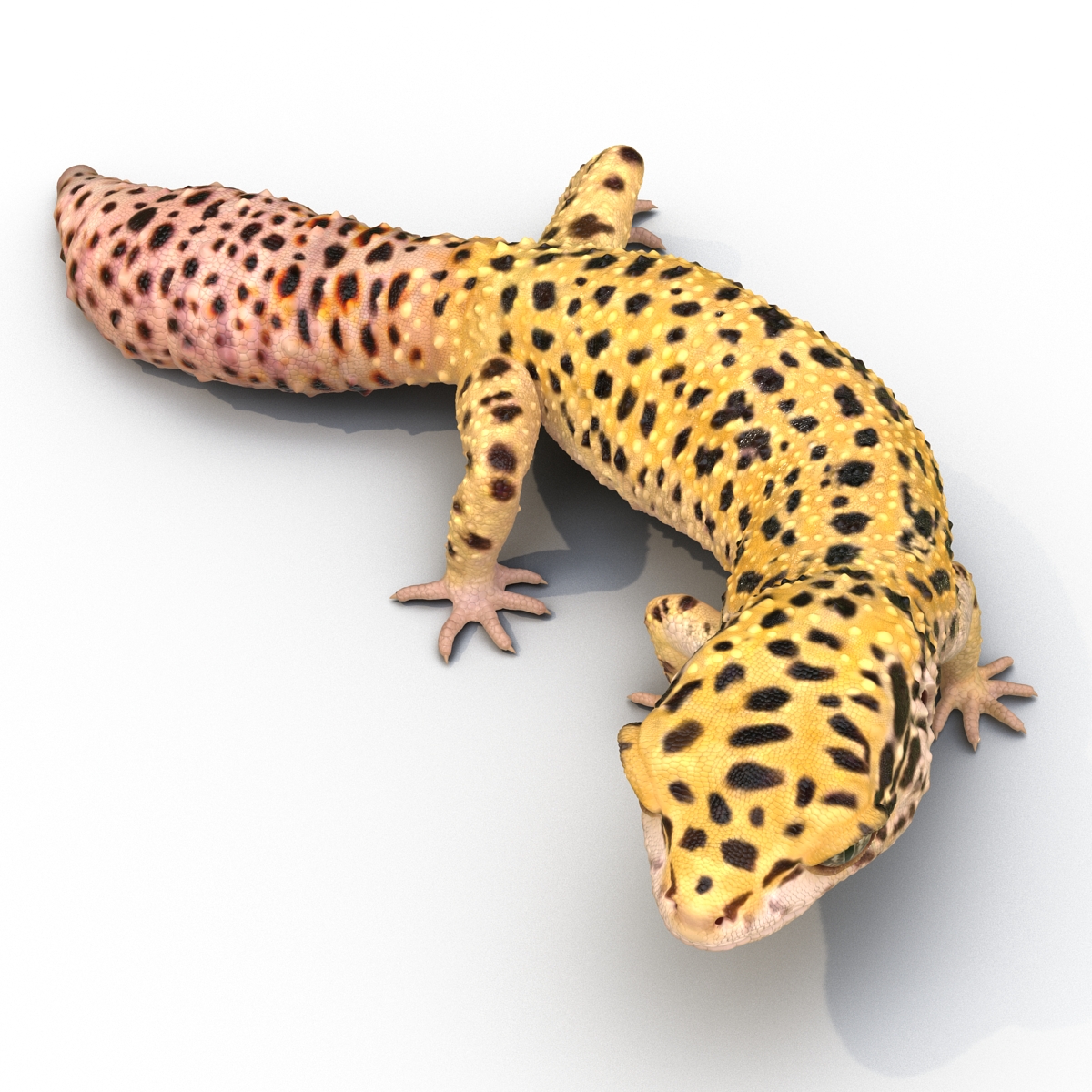 3D model Leopard Gecko Pose 4