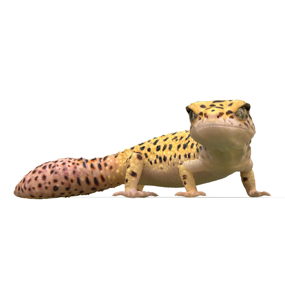 3D model Leopard Gecko Pose 4