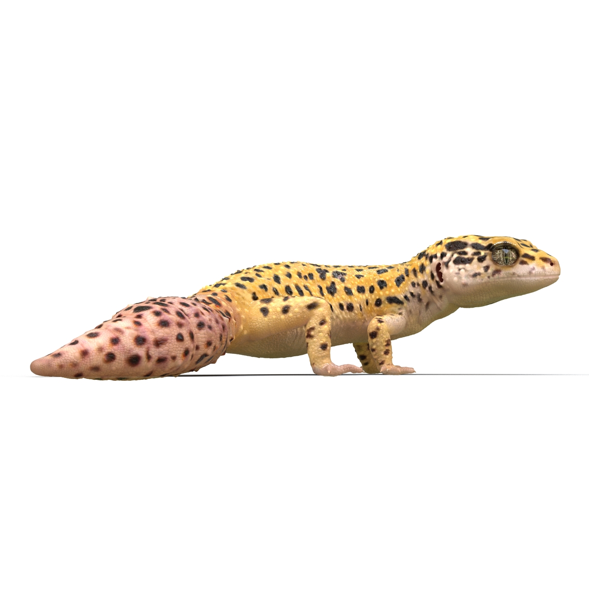 3D model Leopard Gecko Pose 4