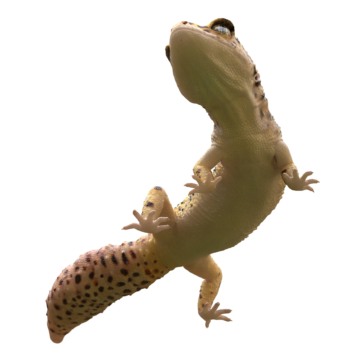 3D model Leopard Gecko Pose 4