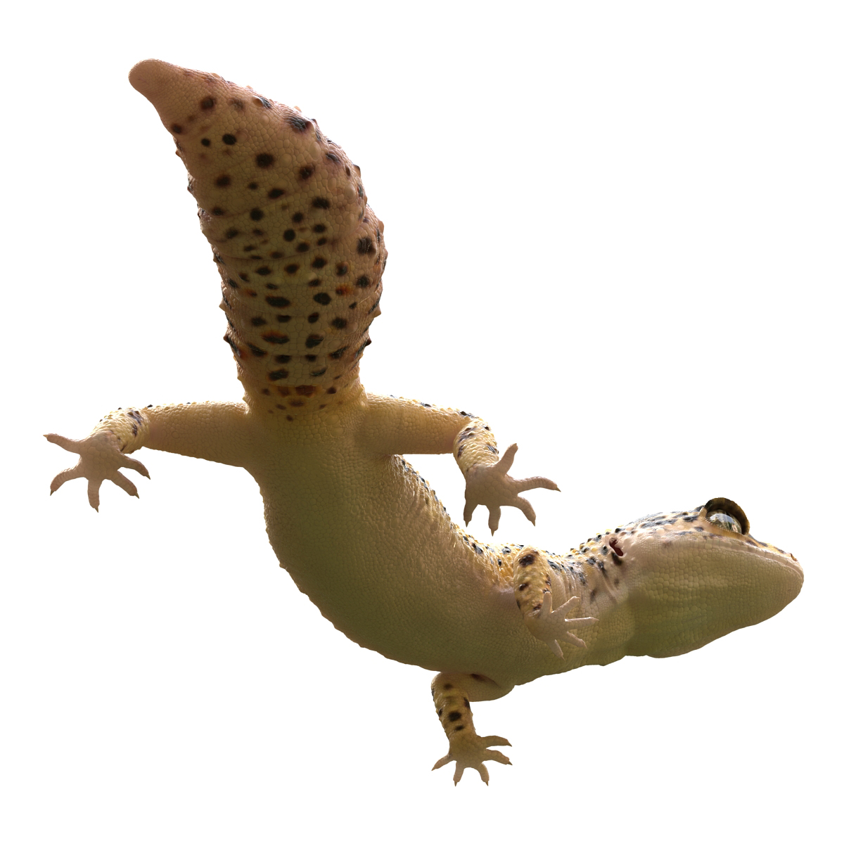 3D model Leopard Gecko Pose 4