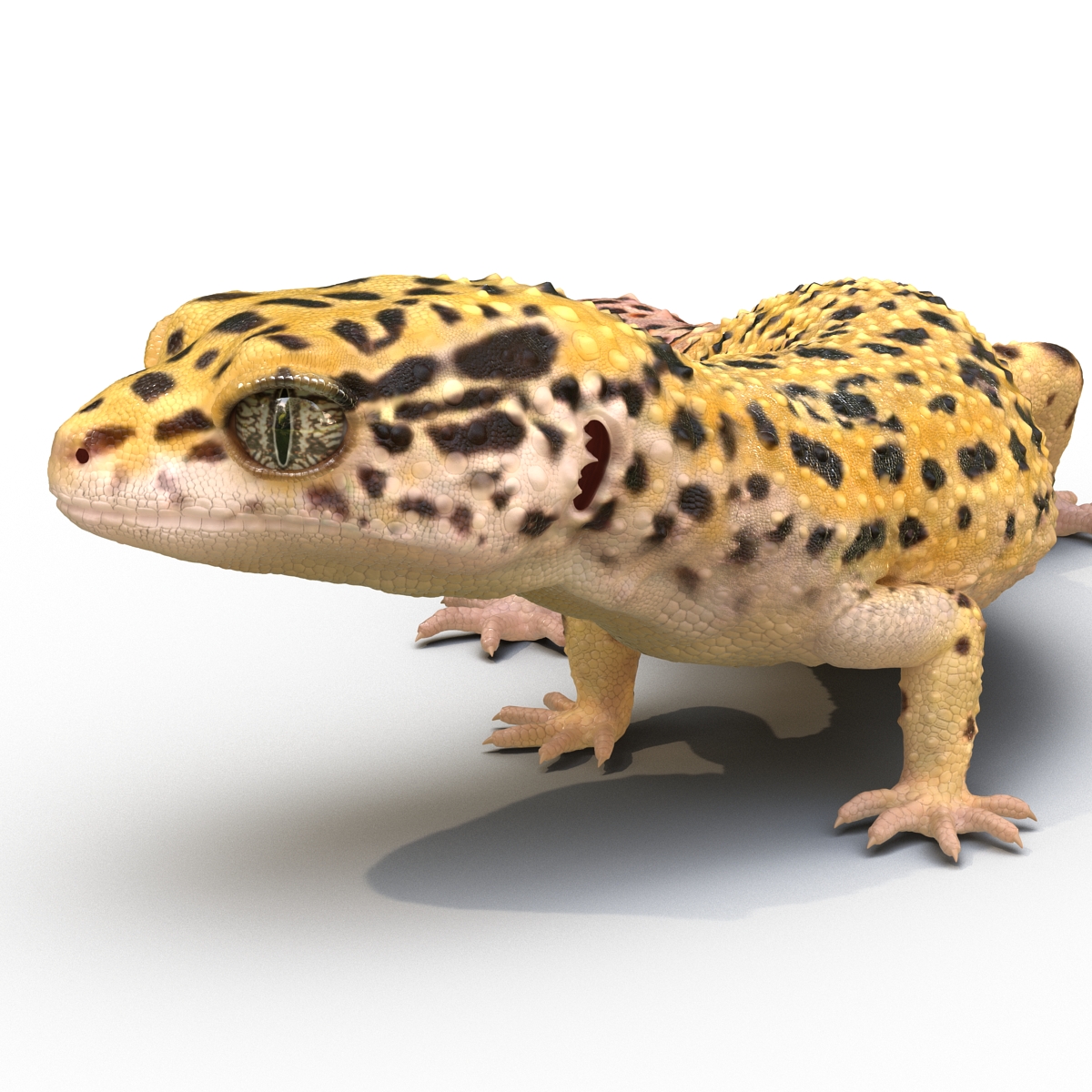 3D model Leopard Gecko Pose 4