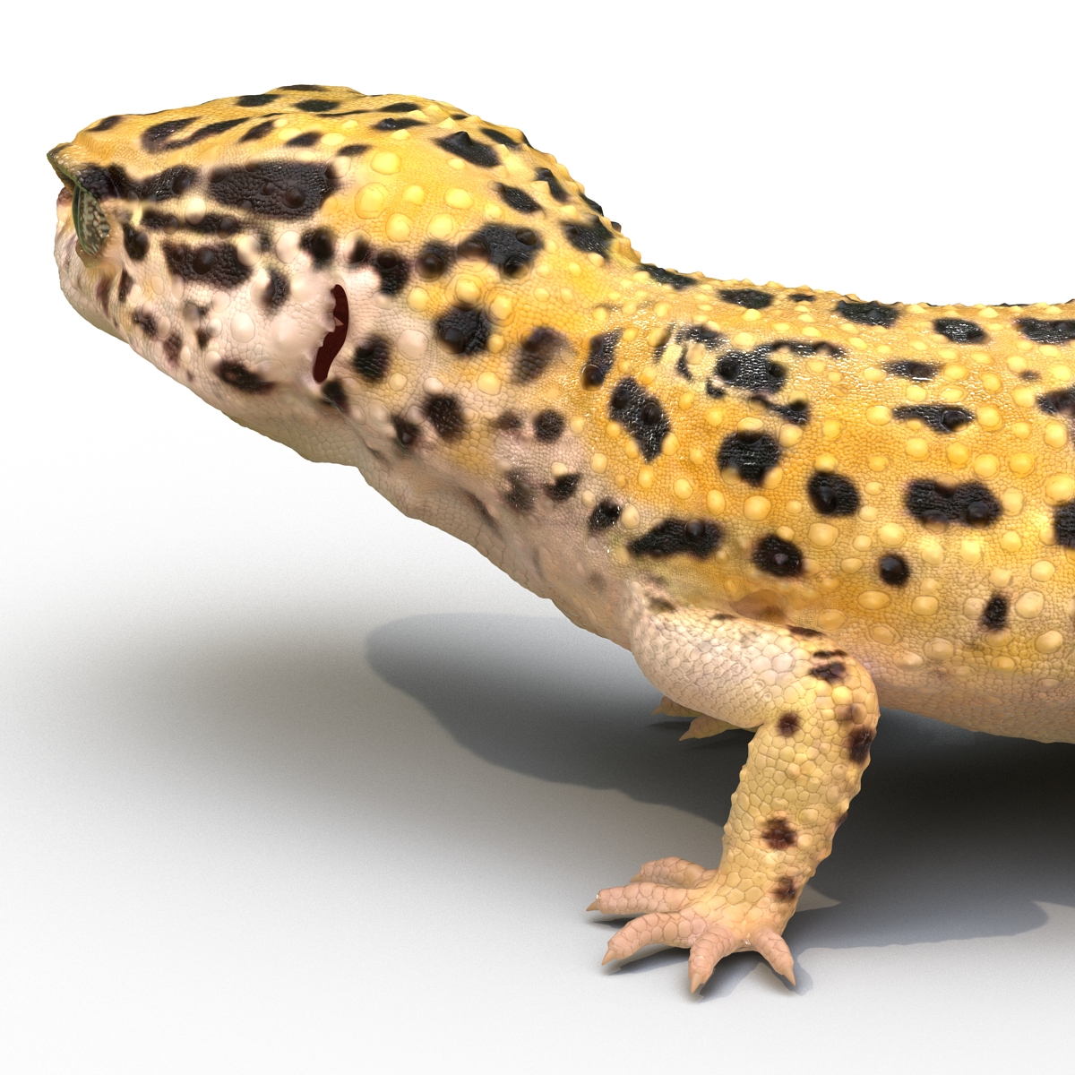 3D model Leopard Gecko Pose 4