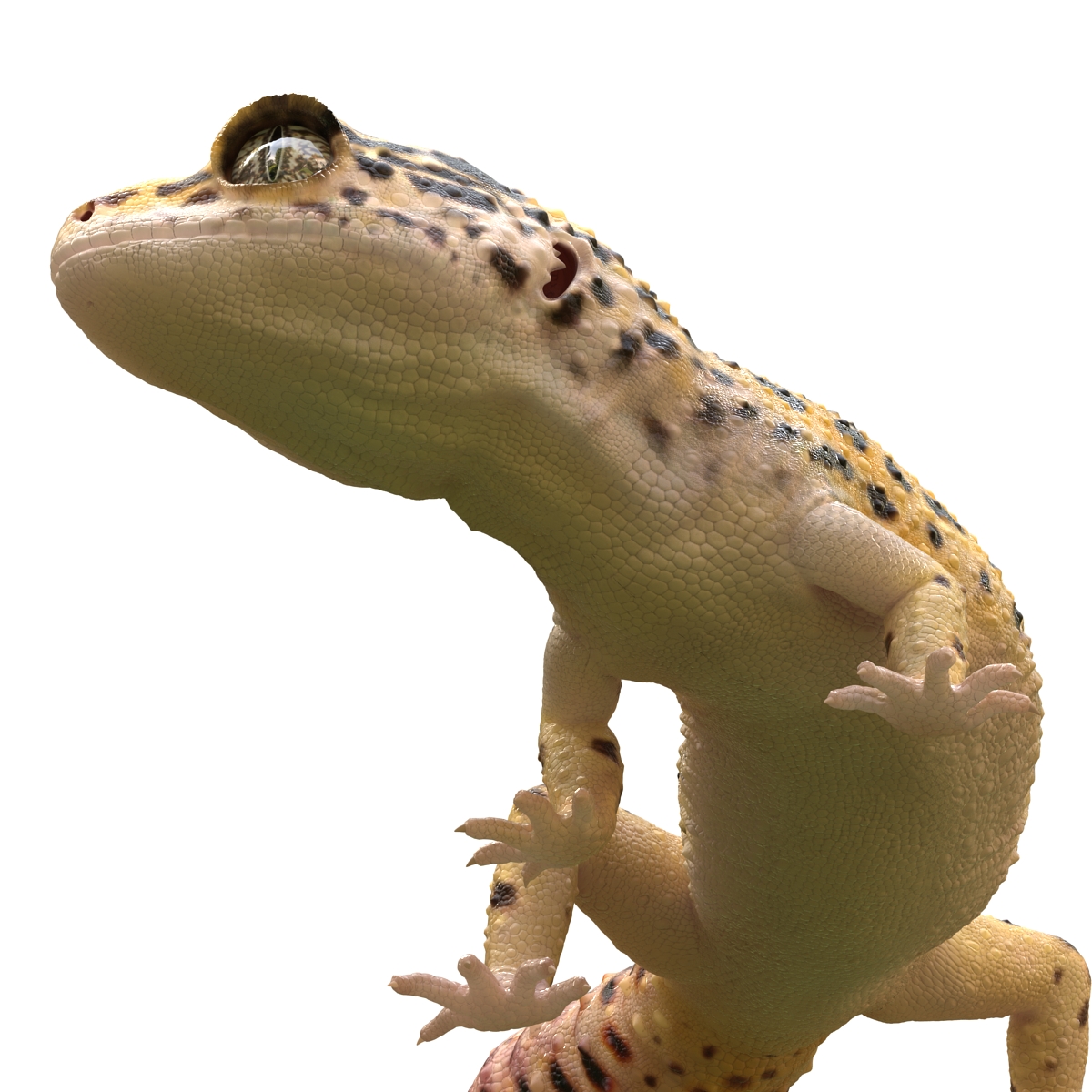 3D model Leopard Gecko Pose 4