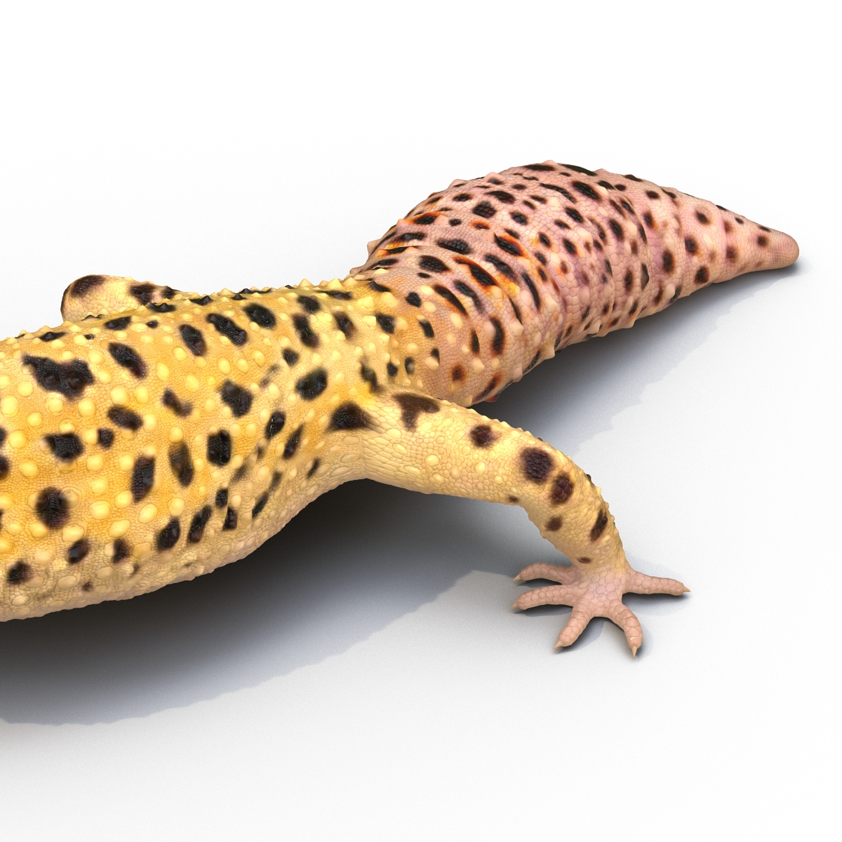 3D model Leopard Gecko Pose 4