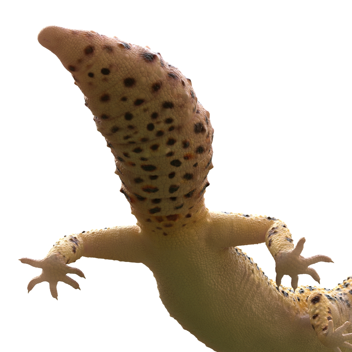 3D model Leopard Gecko Pose 4