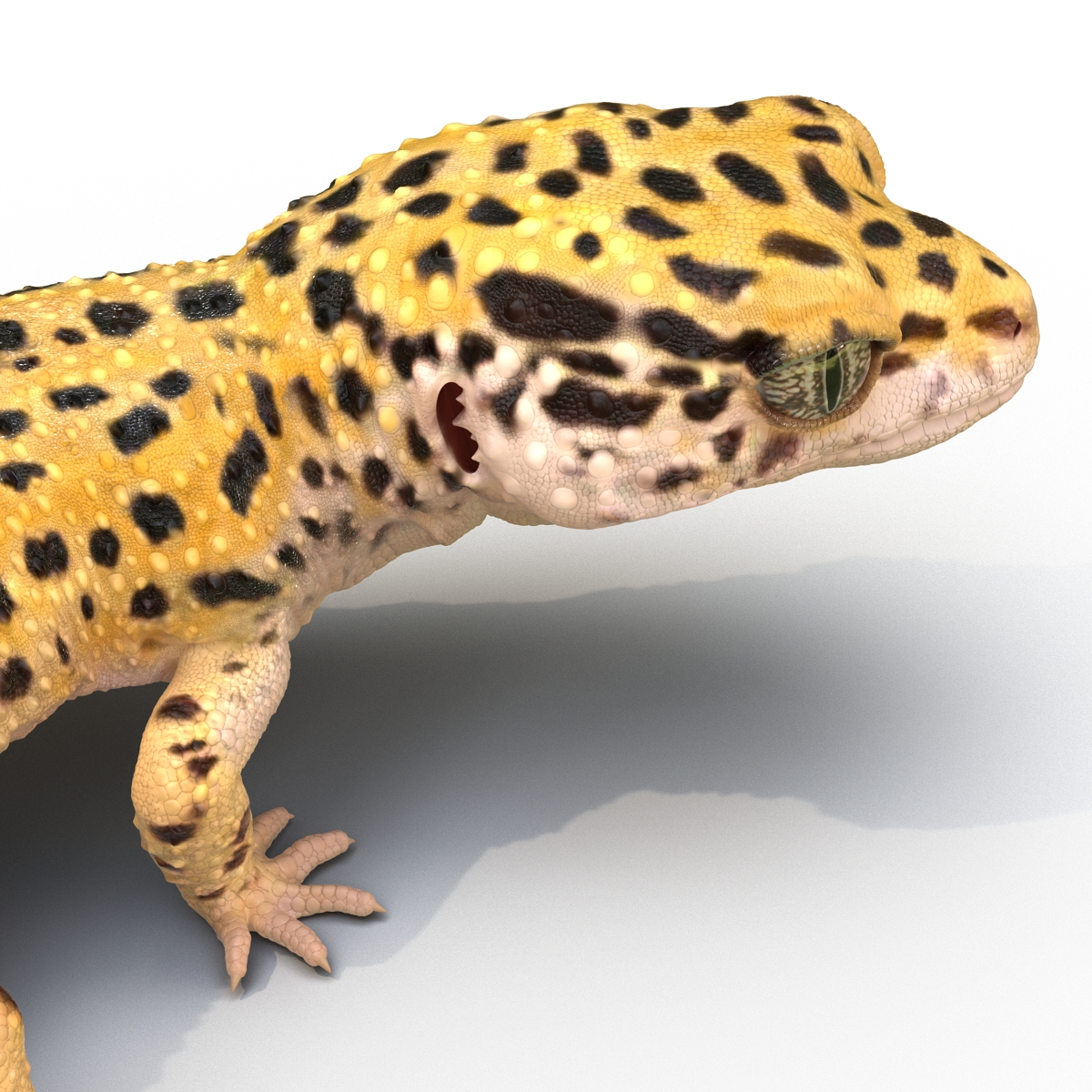 3D model Leopard Gecko Pose 4