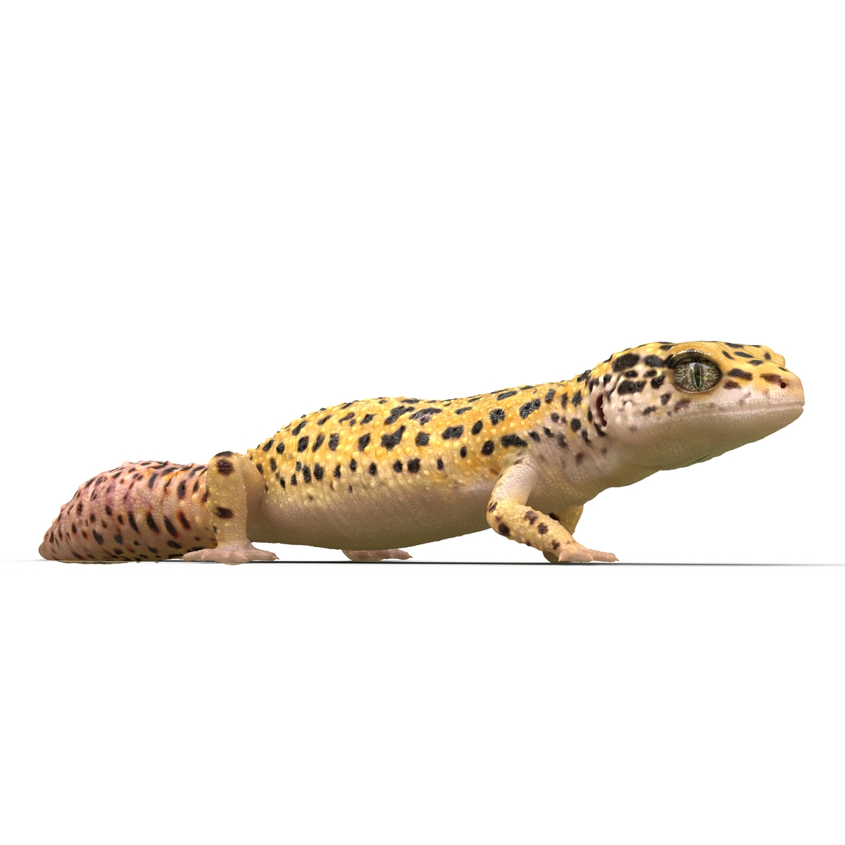 3D model Leopard Gecko Pose 3