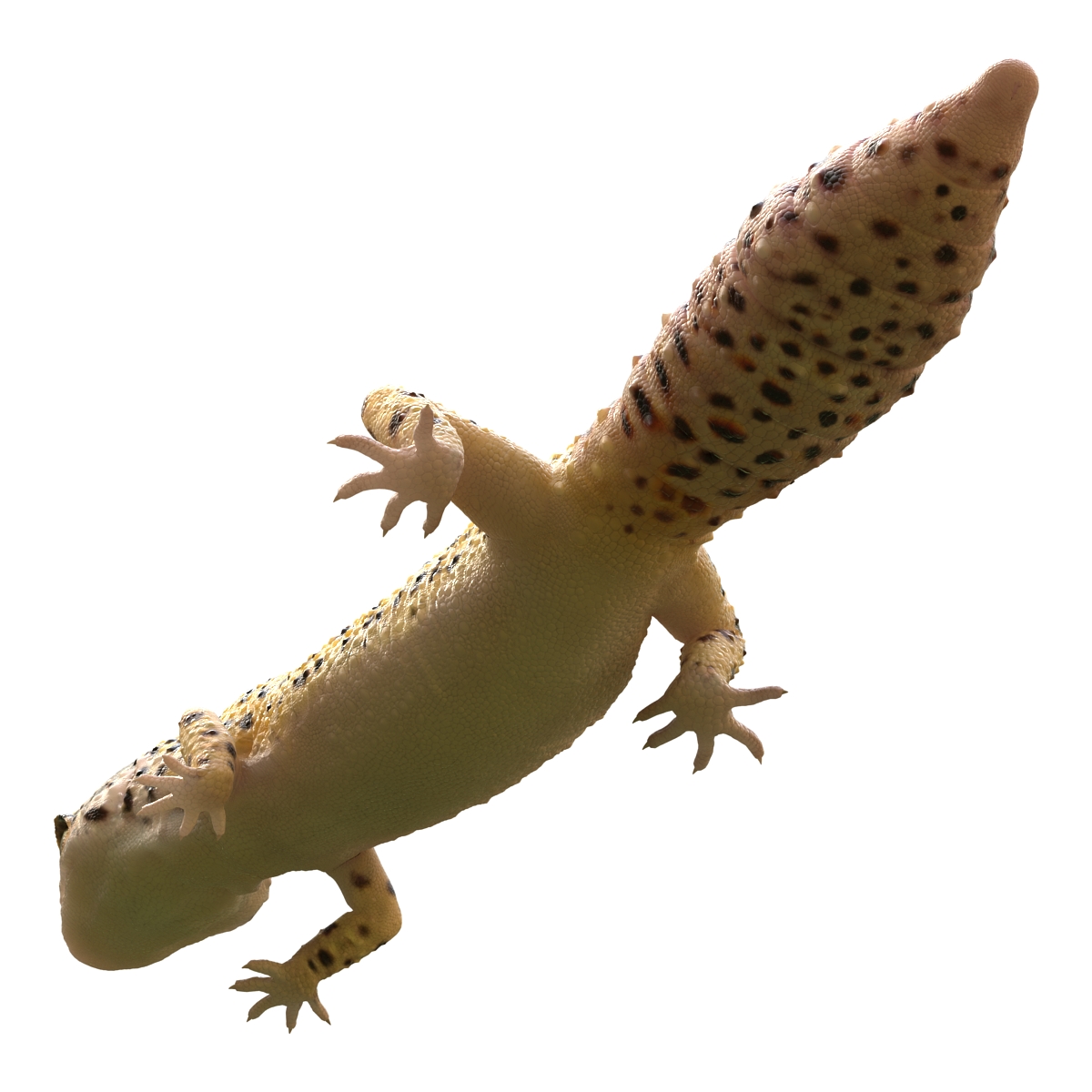 3D model Leopard Gecko Pose 3