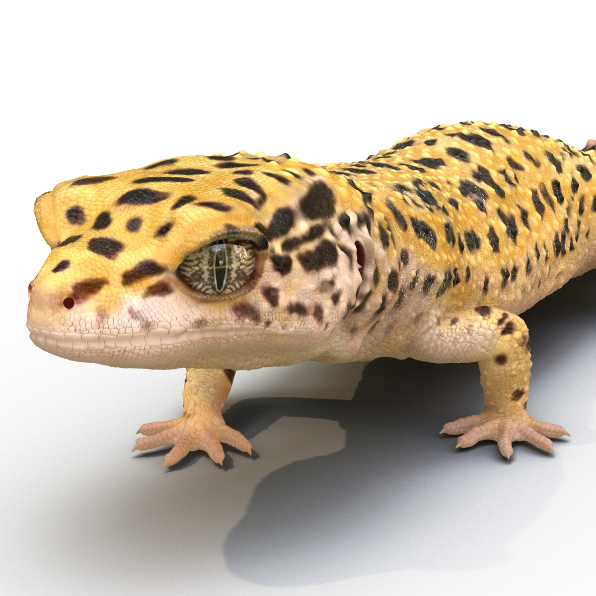 3D model Leopard Gecko Pose 3