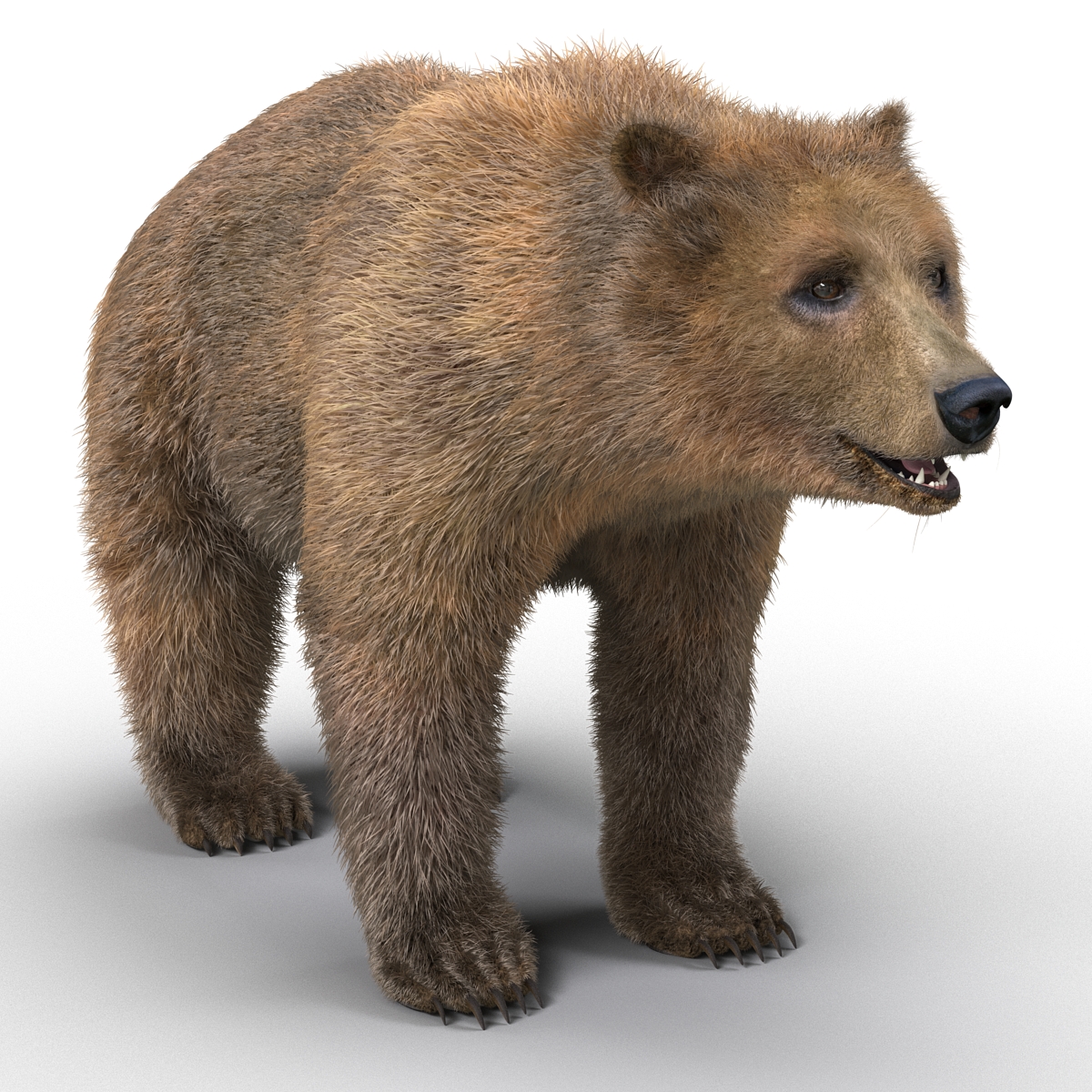 Brown Bear with Fur 3D model