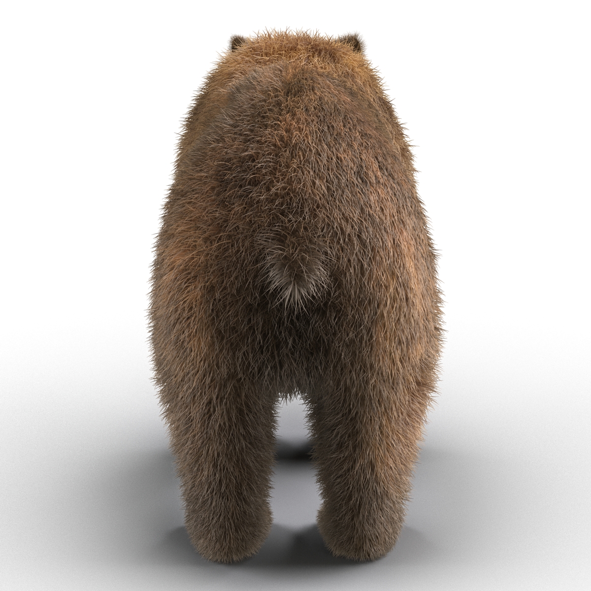 Brown Bear with Fur 3D model