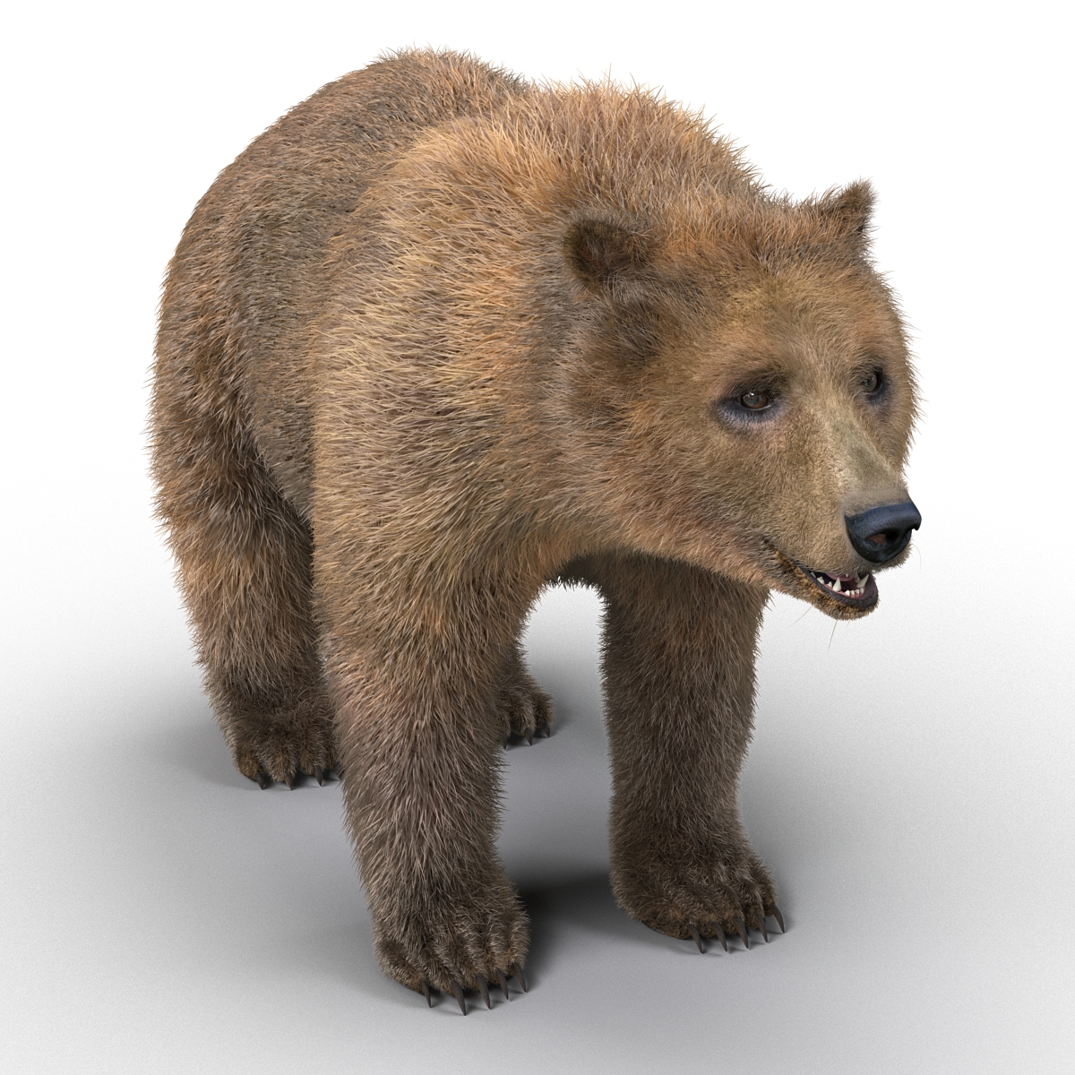 Brown Bear with Fur 3D model