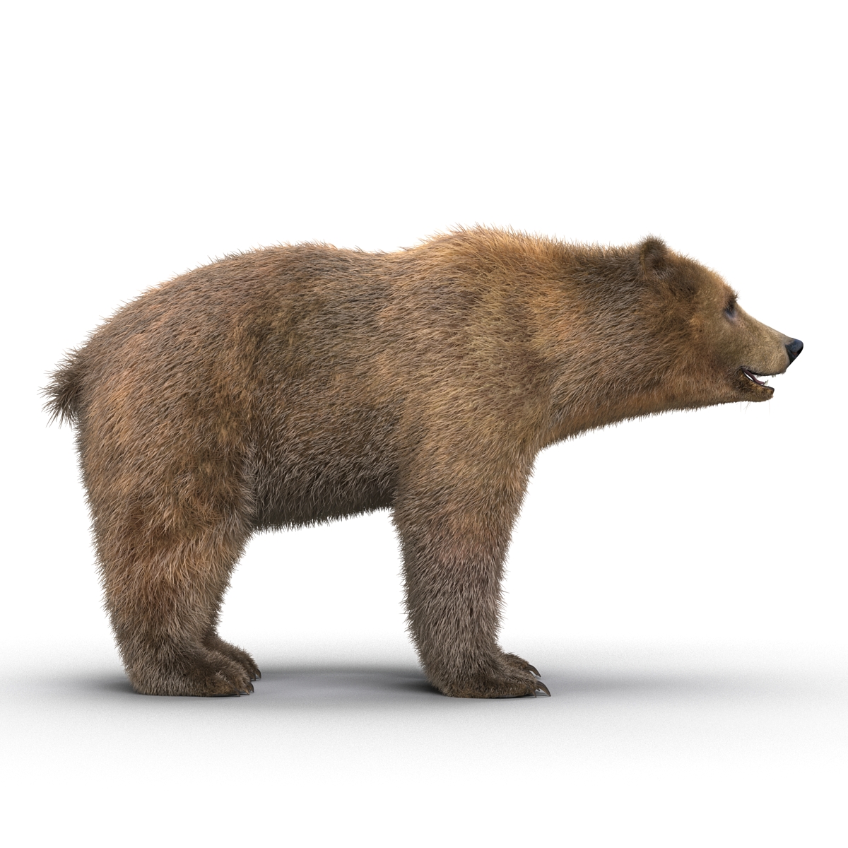 Brown Bear with Fur 3D model