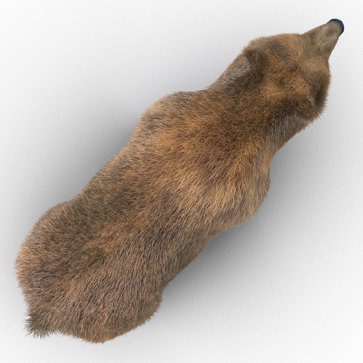 Brown Bear with Fur 3D model