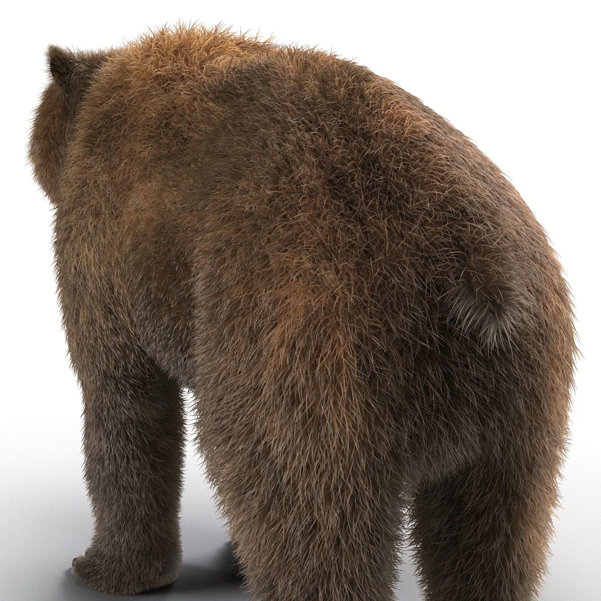 Brown Bear with Fur 3D model