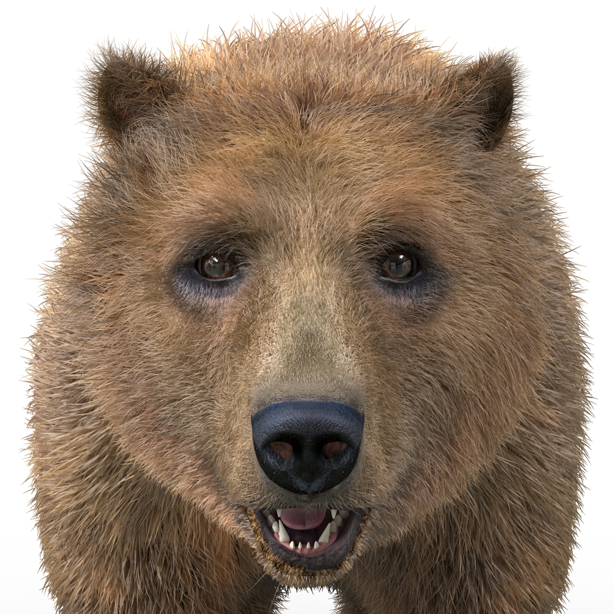 Brown Bear with Fur 3D model