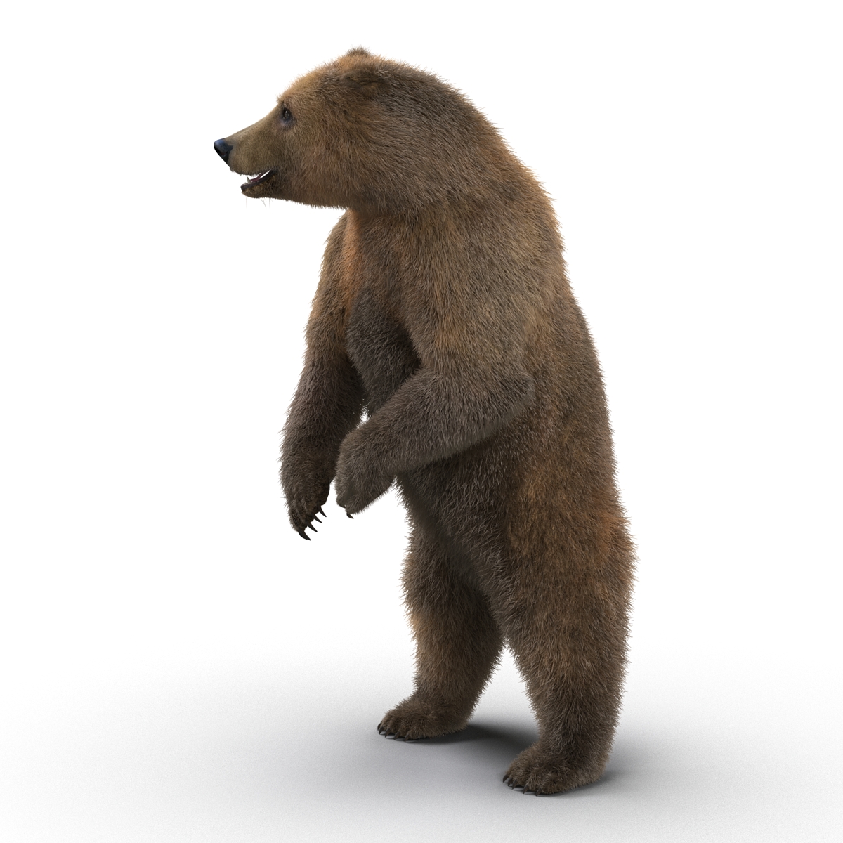 3D Brown Bear with Fur Pose 3