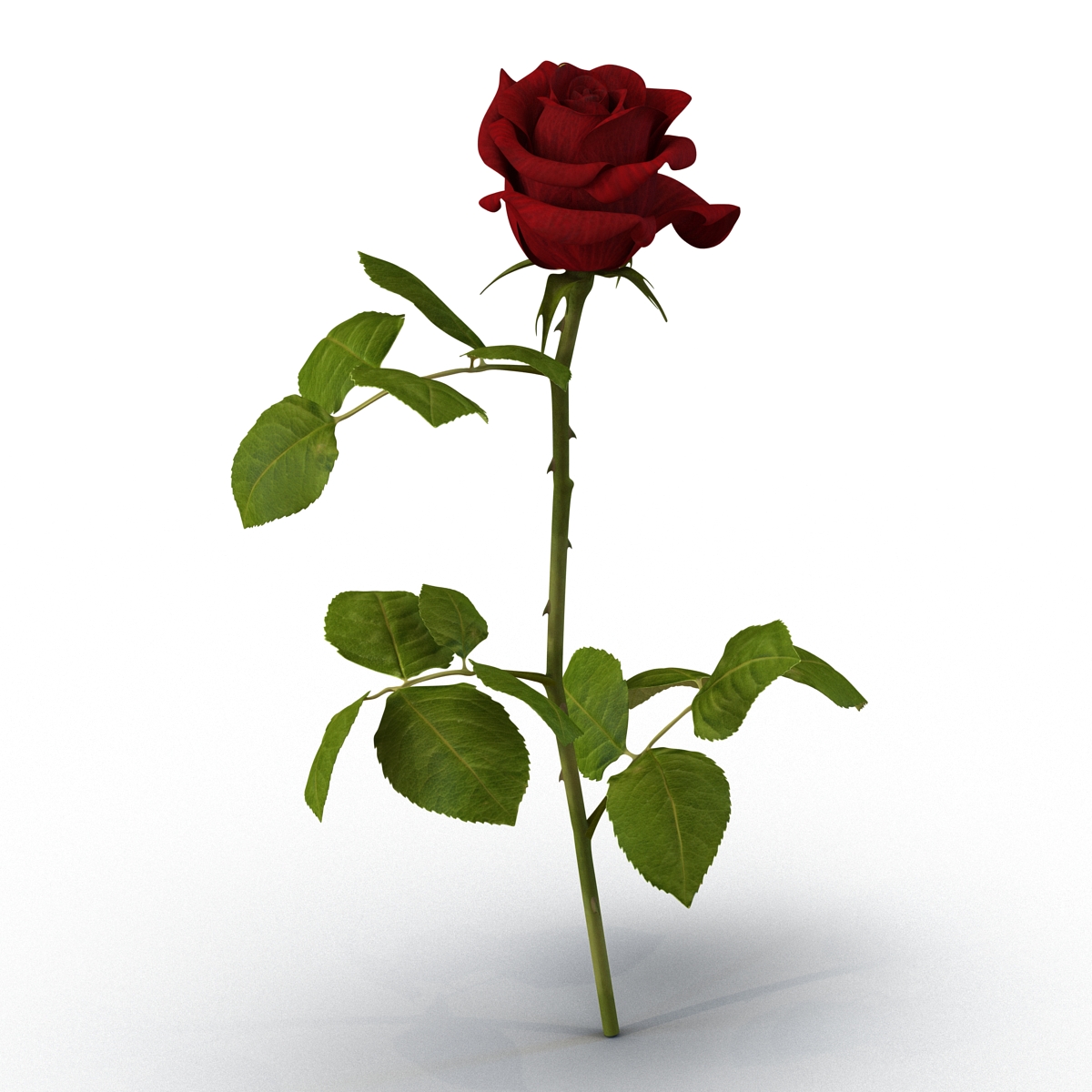 3D model Rose