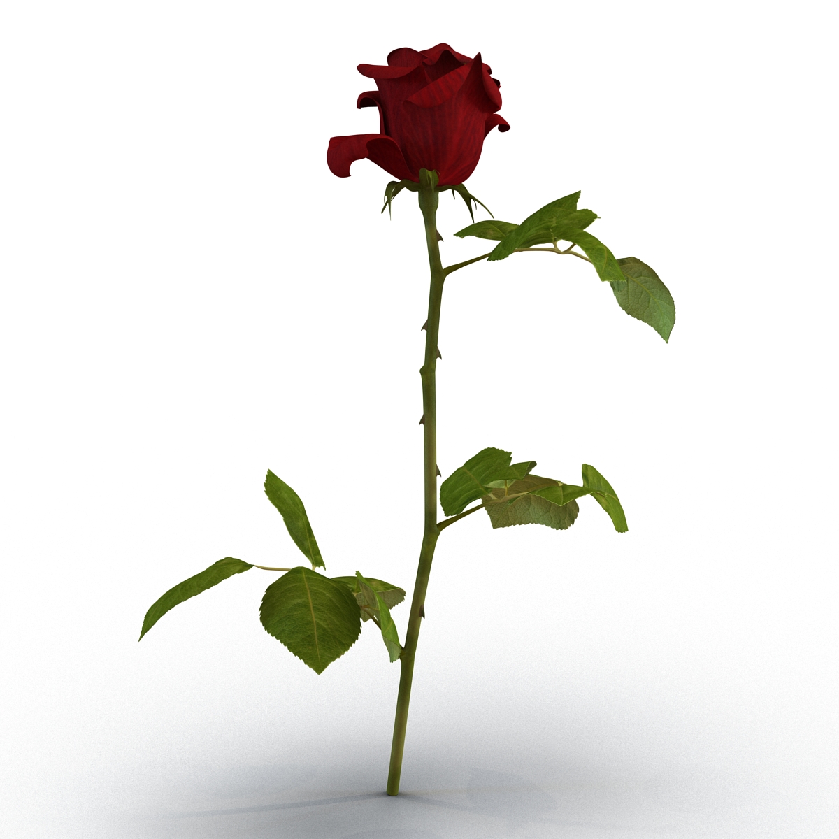 3D model Rose