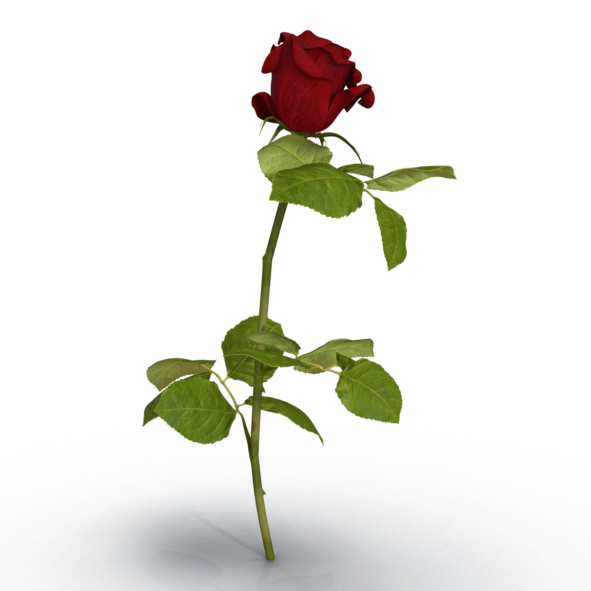 3D model Rose