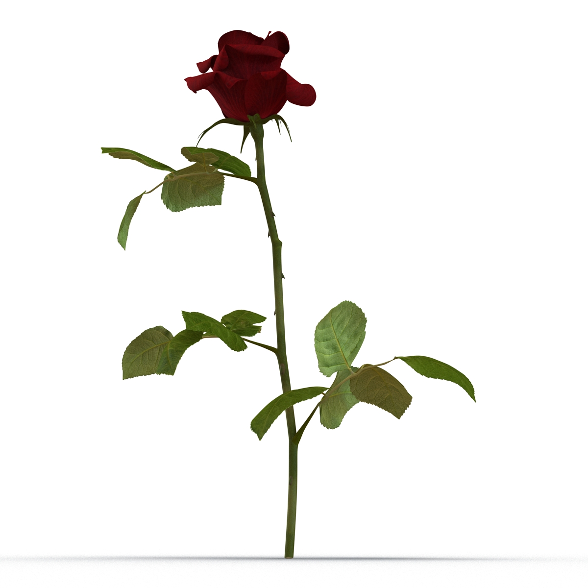 3D model Rose