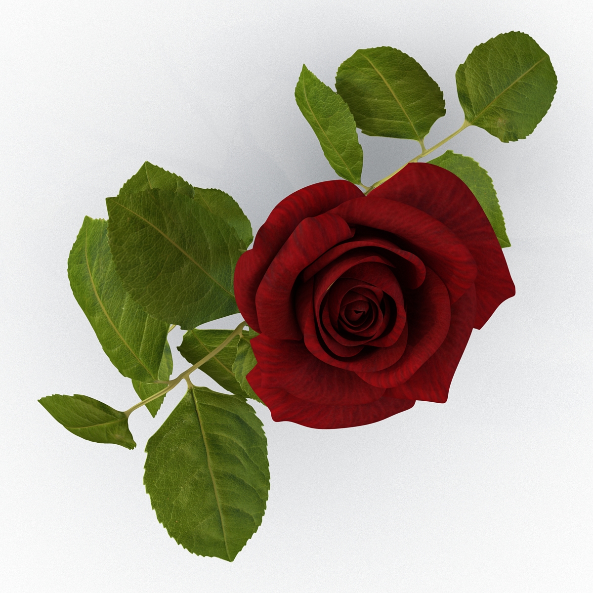 3D model Rose