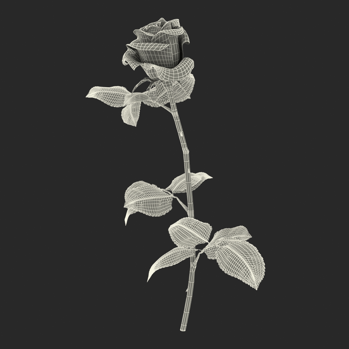 3D model Rose