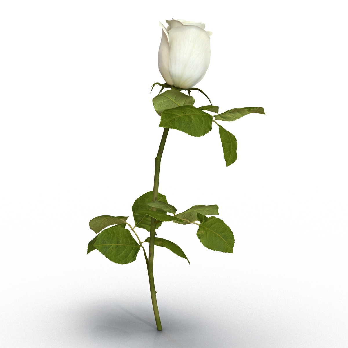 Rose 2 White 3D