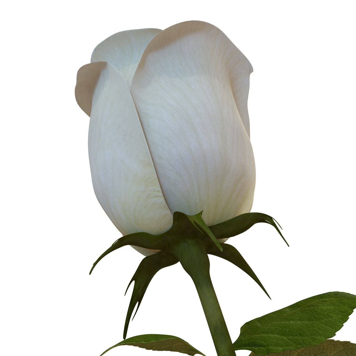 Rose 2 White 3D